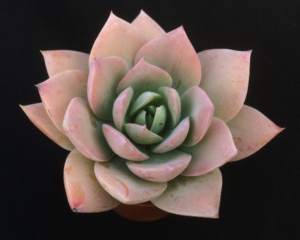 Sedum suaveolens