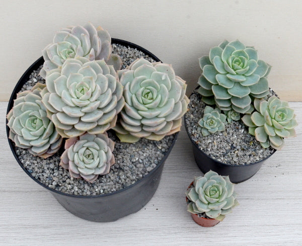 x Graptoveria 'Titubans'