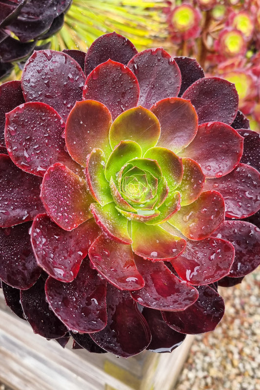 How to water your succulents correctly