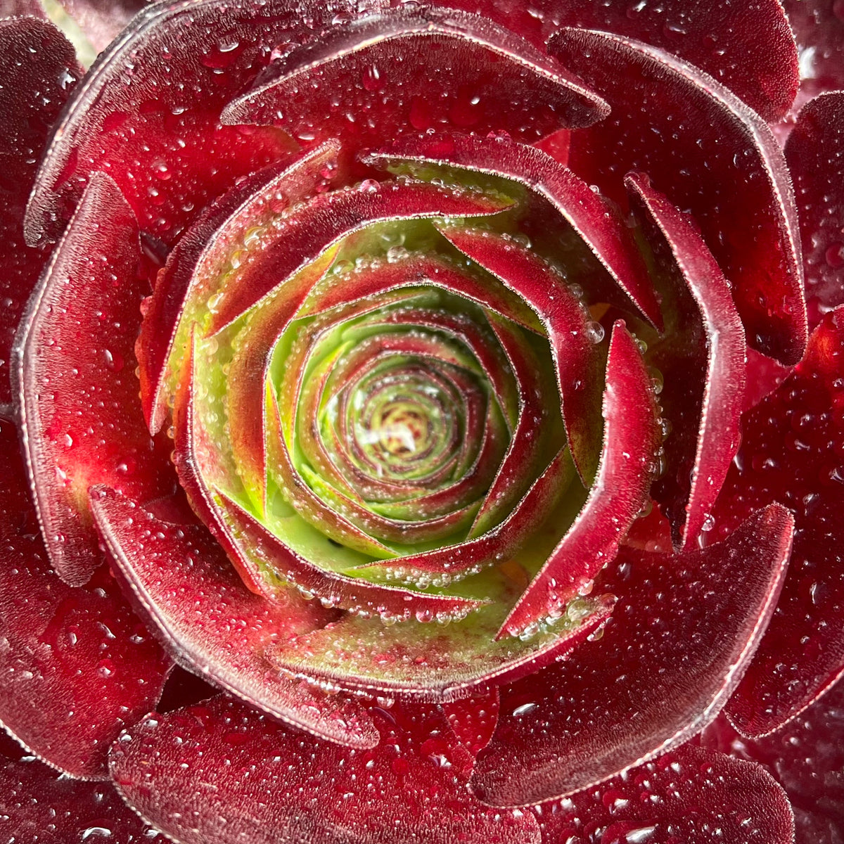 Close-up of a red Aeonium rosette covered in raindrops