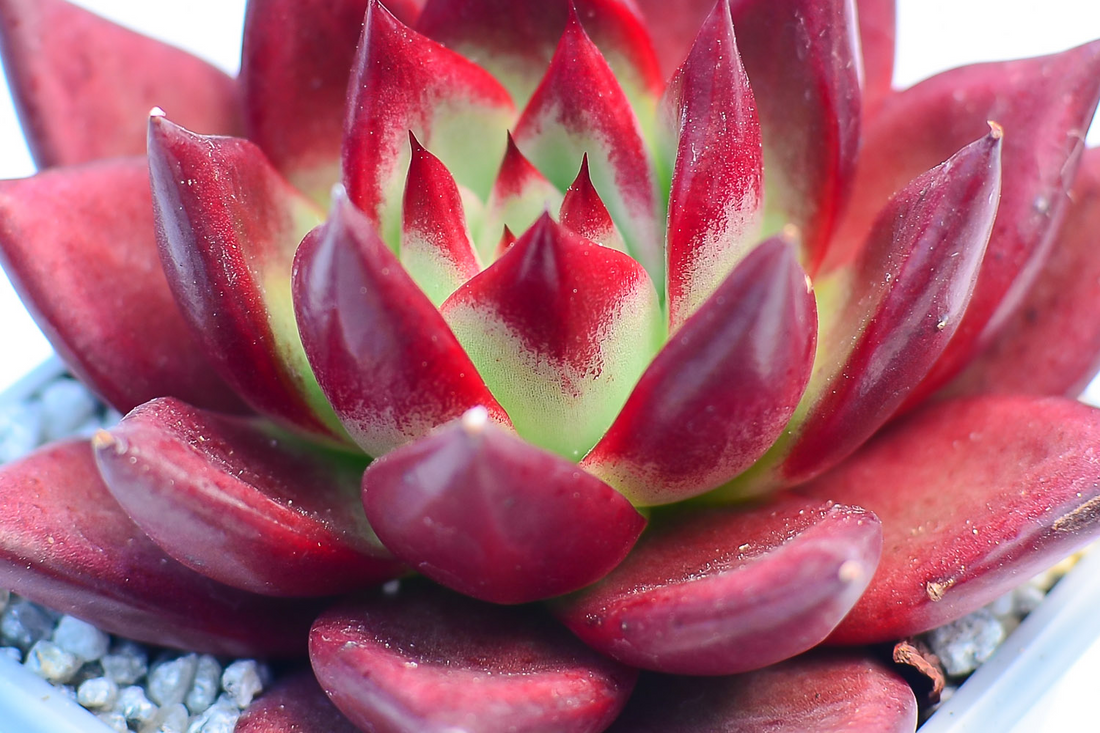 Close-up of a red Echeveria rosette with green at the base of its leaves