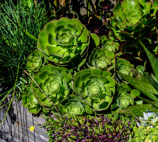 Aeonium Care Guide - Surreal Succulents