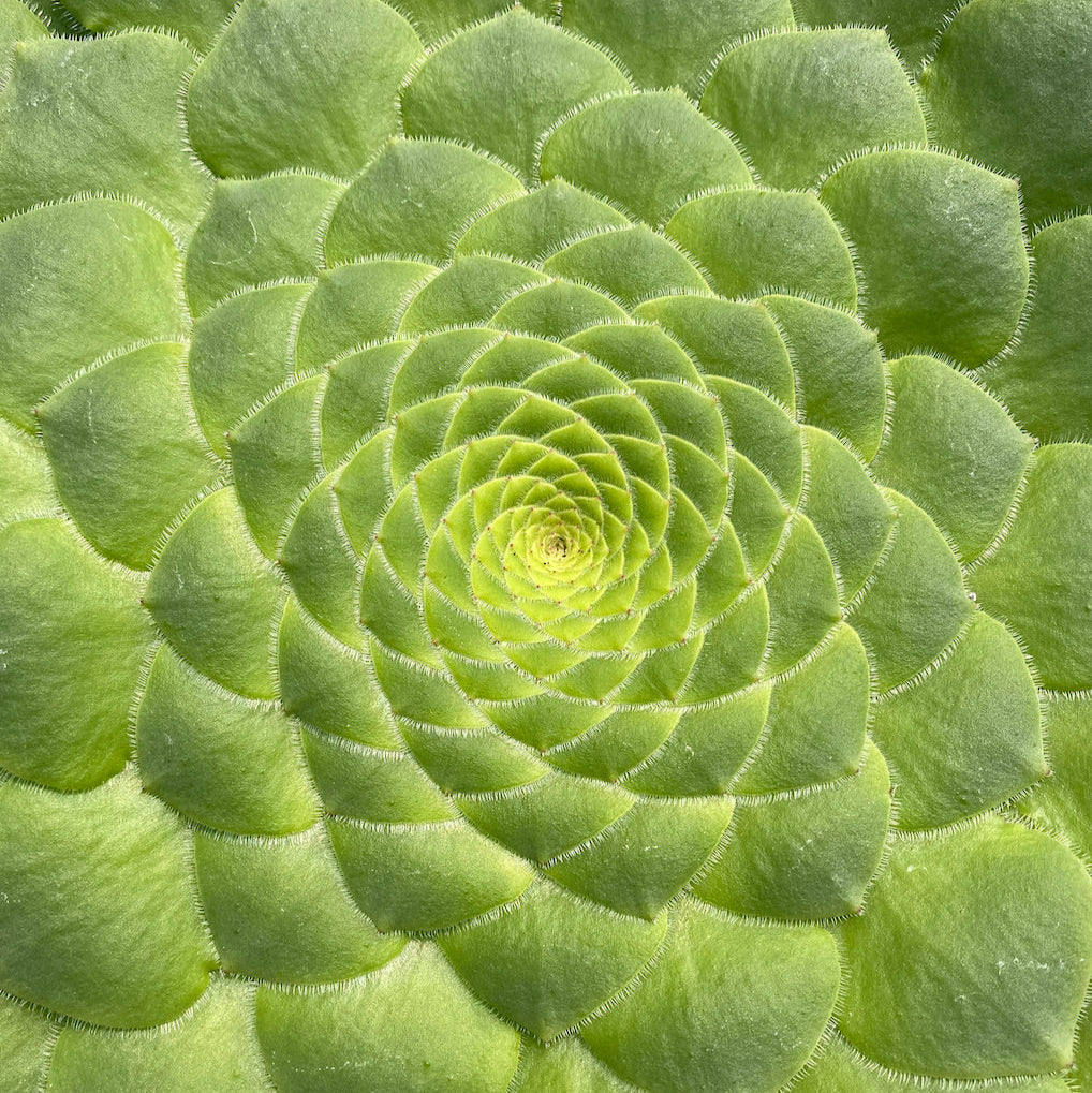 Aeonium tabuliforme from above, a flat green rosette with its leaves in a spiral