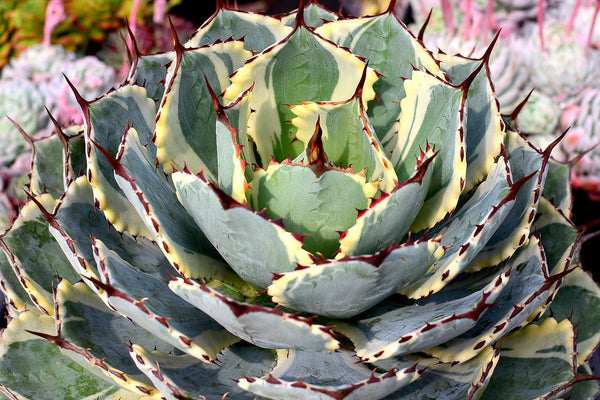 Agave Care Guide