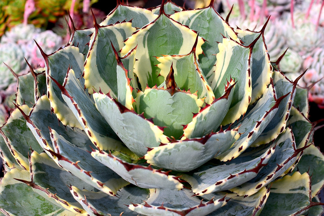 Agave Care Guide