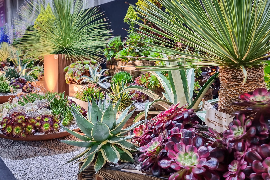 Our Chelsea Flower Show 2024 display of Yucca, Agave and dark Aeoniums in gravel