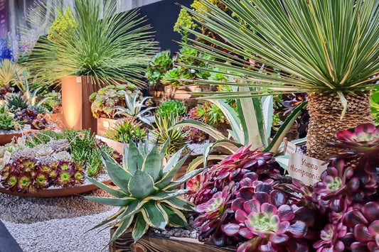 All-Round Succulent Care Guide