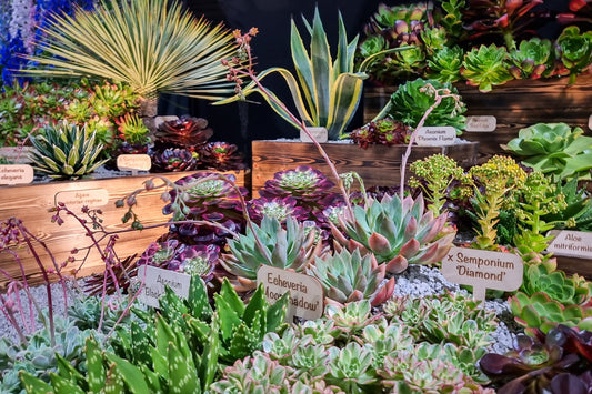 How to Care for Your Succulents - Surreal Succulents