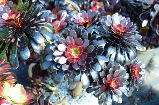 Aeonium Expert Winter Care Guide