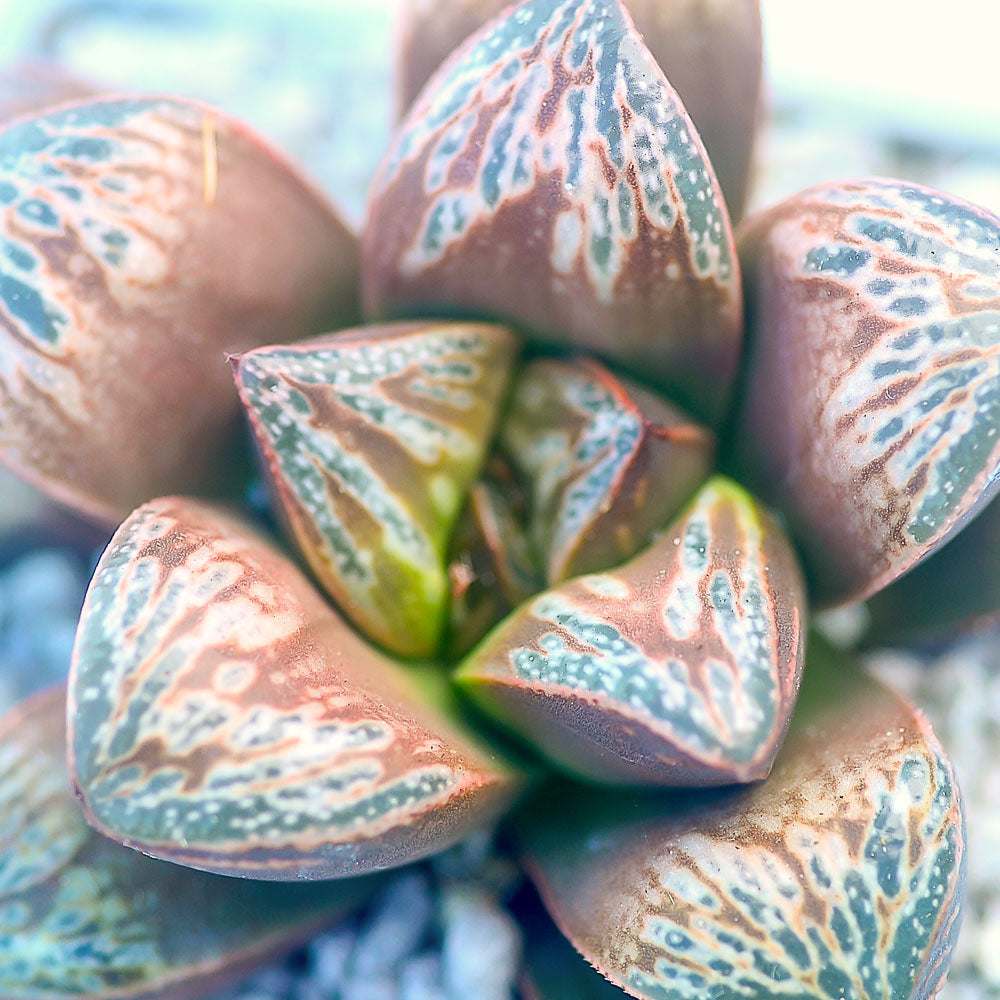 Close-up of a Haworthia rosette with pink-brown leaves patterned in pale green