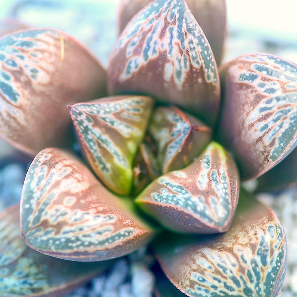 Close-up of a Haworthia rosette with pink-brown leaves patterned in pale green