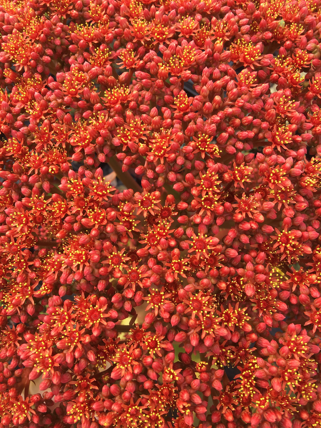 Dense head of tiny red Aeonium nobile flowers