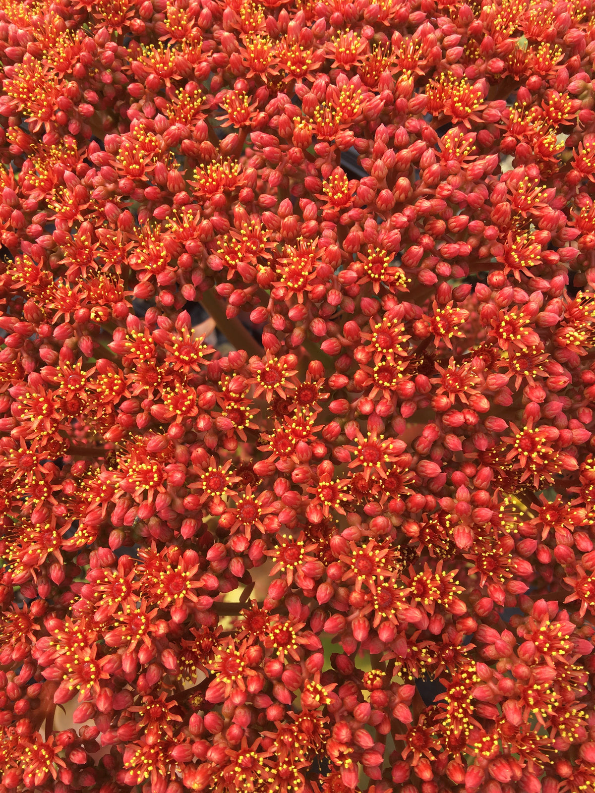Dense head of tiny red Aeonium nobile flowers