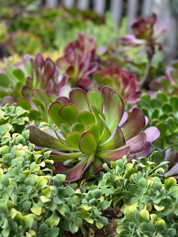 Green and purple Aeonium rosettes growing in a garden bed