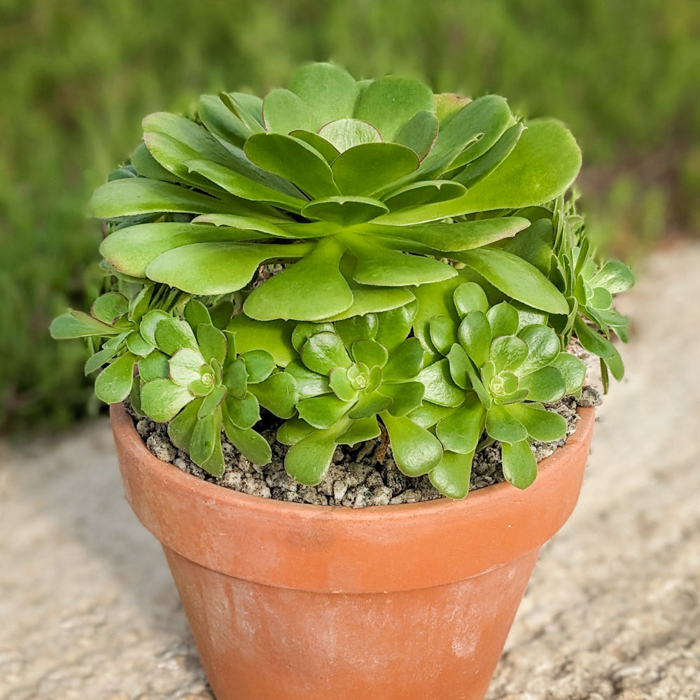 Repotting Succulents in Spring