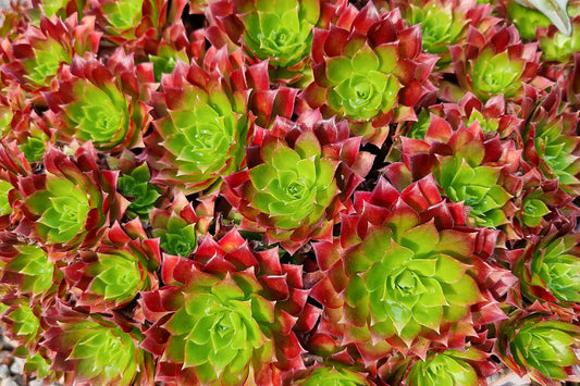 Aeonium Winter Care Masterclass - Surreal Succulents