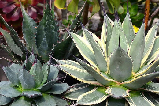 Agave Care Guide - Surreal Succulents