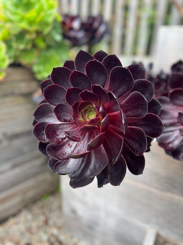 Aeonium 'Schwarzkopf' rosette with dark burgundy-black leaves and silvery edges in an orange pot