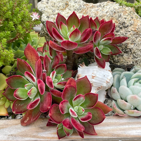 Echeveria pulvinata 'Devotion' rosettes with hairy deep red leaves among stones and a shell