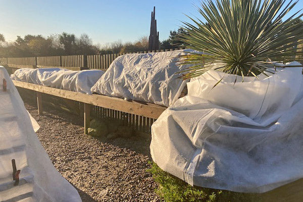Benches of plants covered in white horticultural fleece, with a spiky plant in the corner
