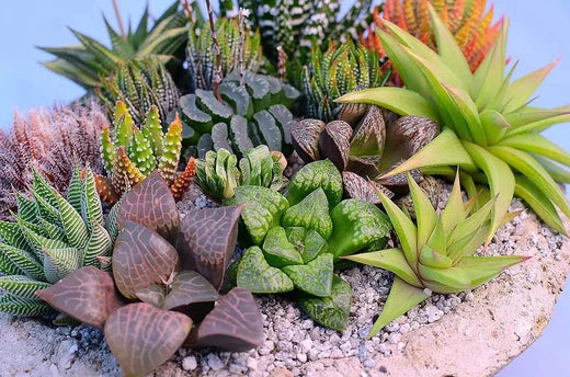 Haworthia Care Guide - Surreal Succulents