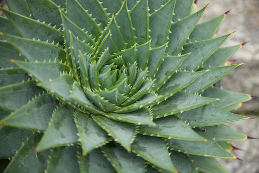 How to Care for Aloe polyphylla - Surreal Succulents