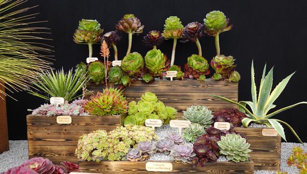 The Surreal Succulents display at RHS Badminton Flower Show 2026, with tiered wooden crates of Aeoniums, agaves and echeverias