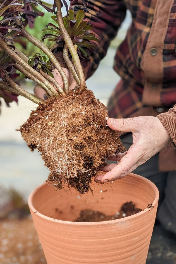 Hands checking an Aeonium's roots and stem base after lifting it out of its pot