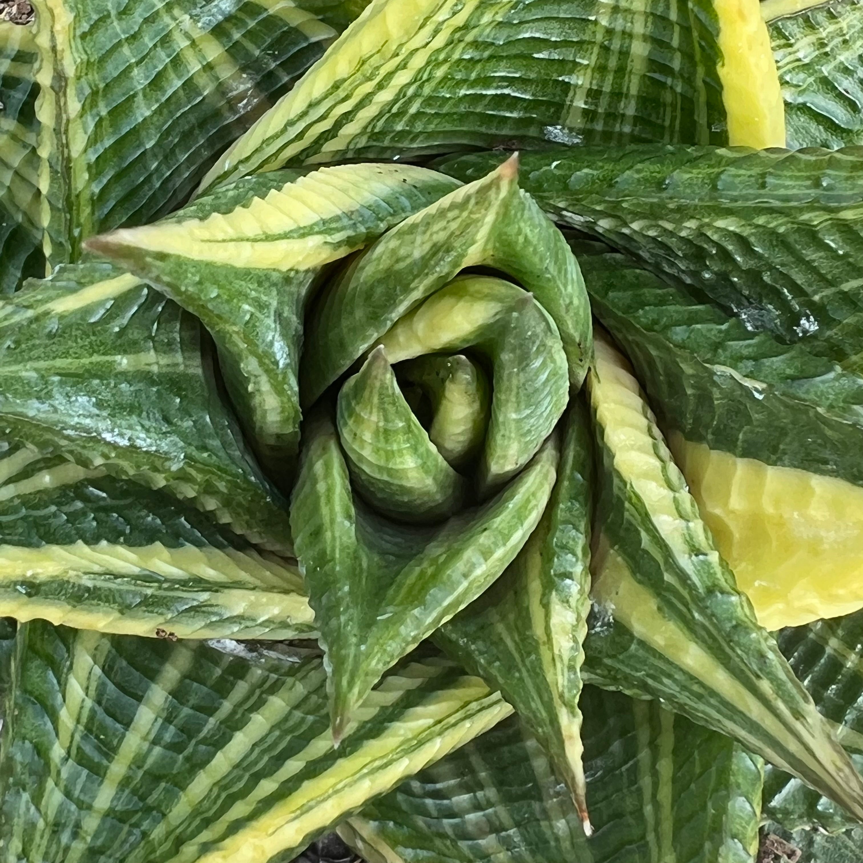 Bestselling Succulents