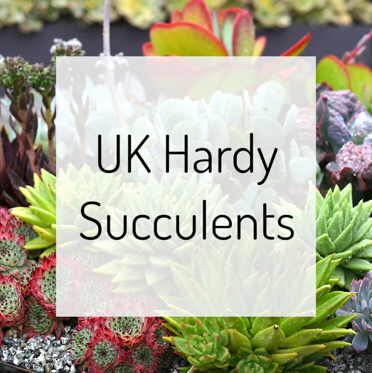 UK Hardy Succulents