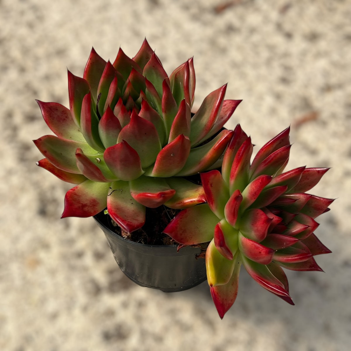 Surreal Individual Specimens