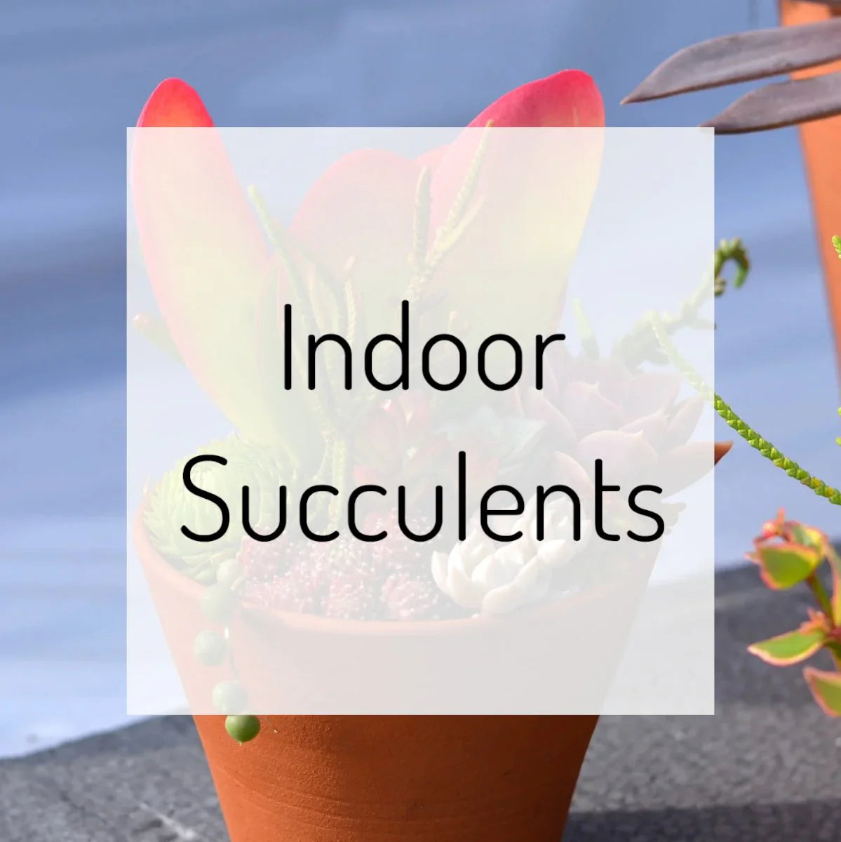 Indoor Succulents