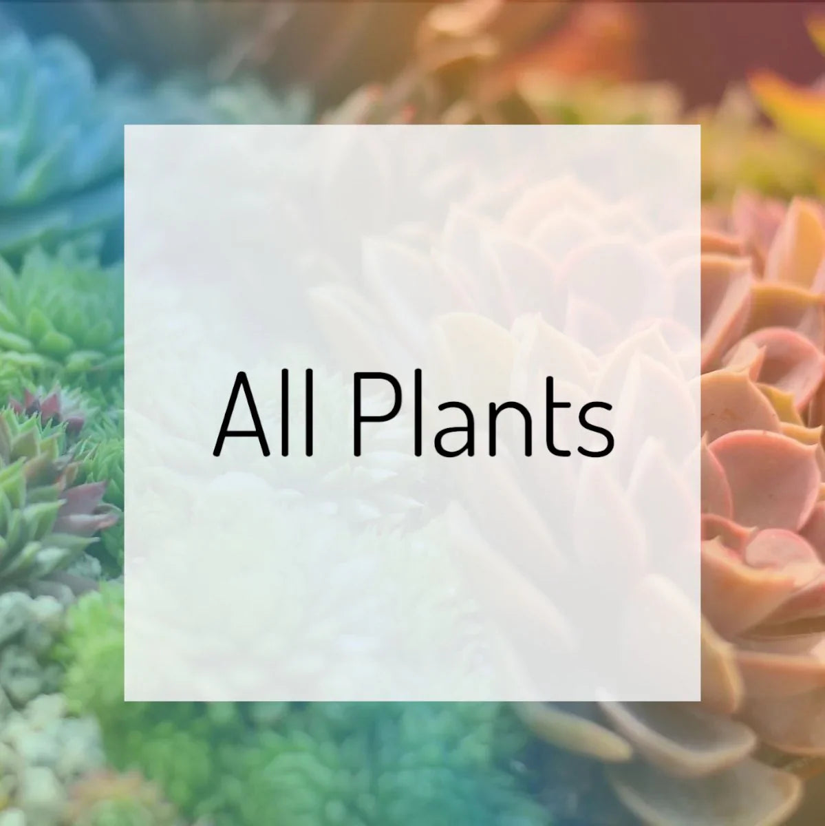 All Plants