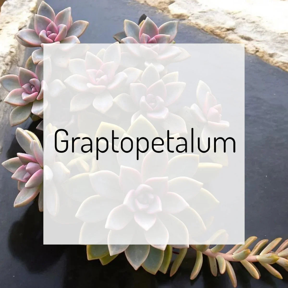 Graptopetalum