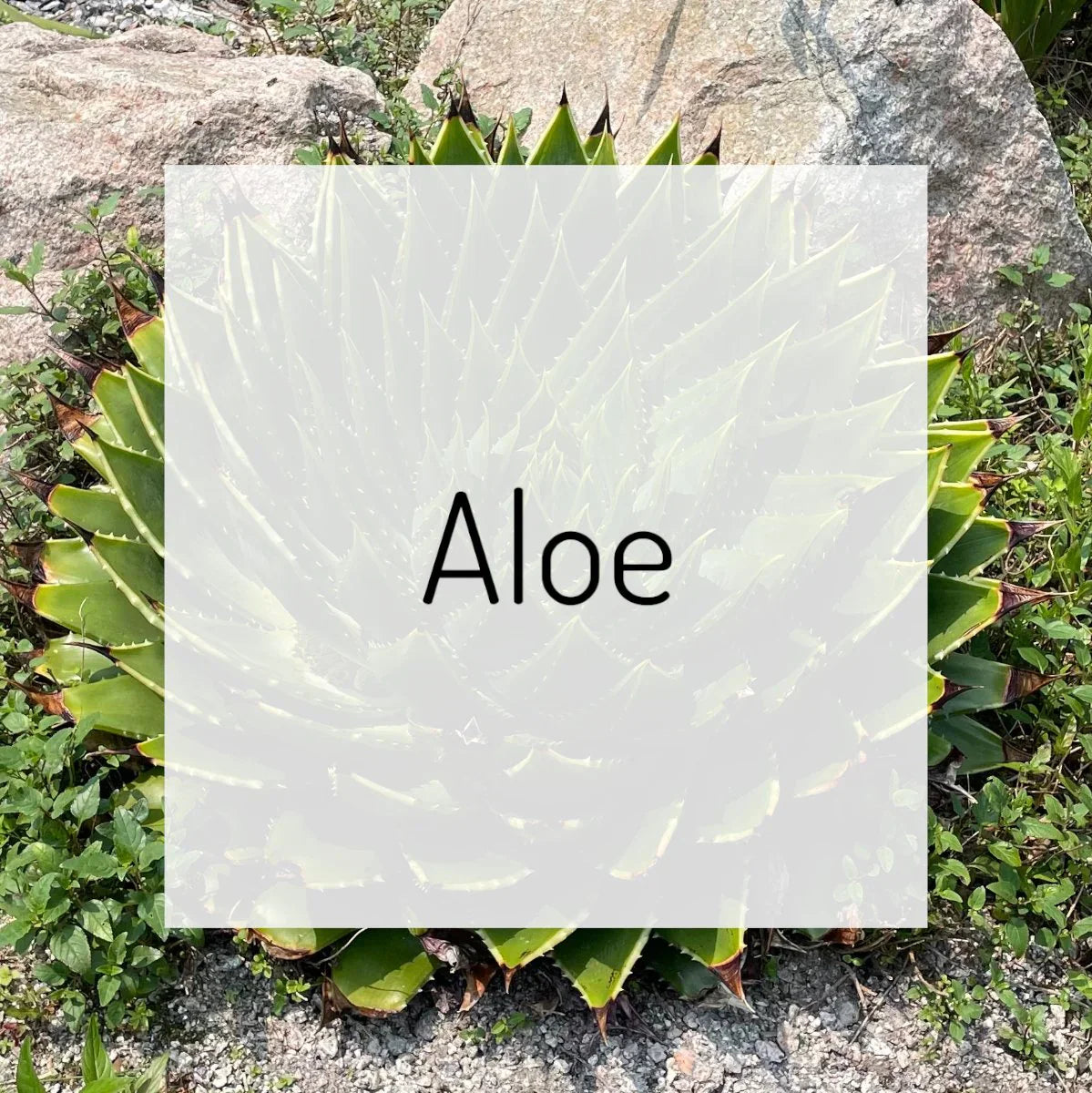 Aloe