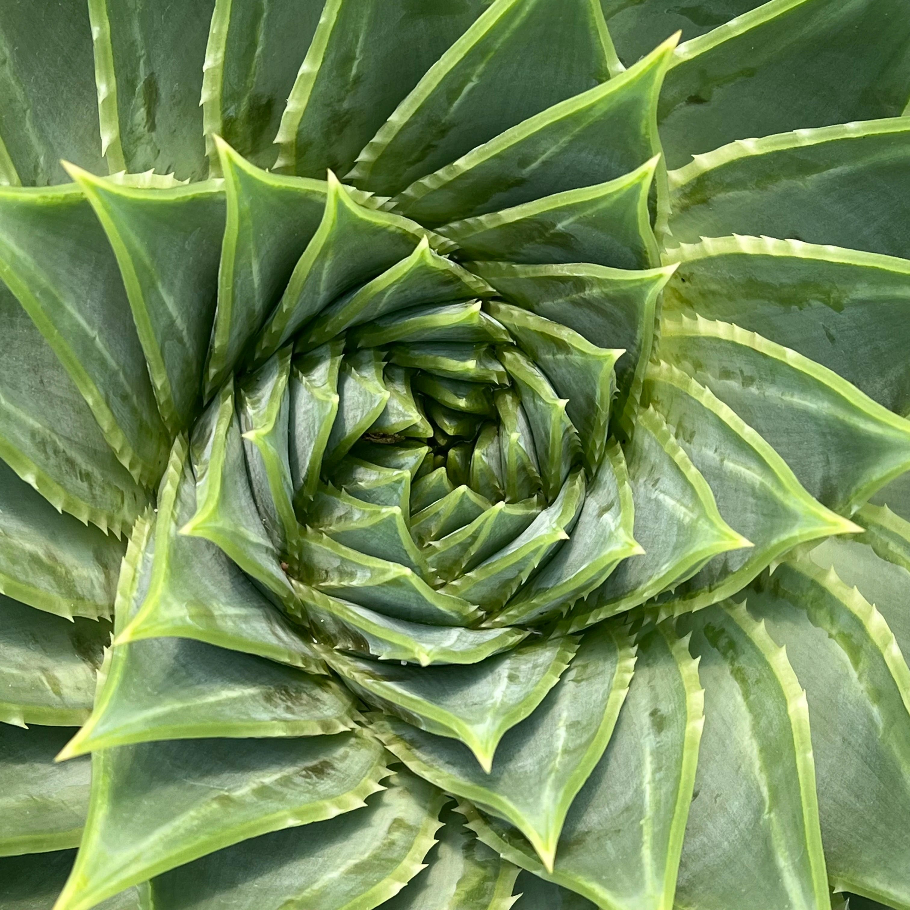 Aloe
