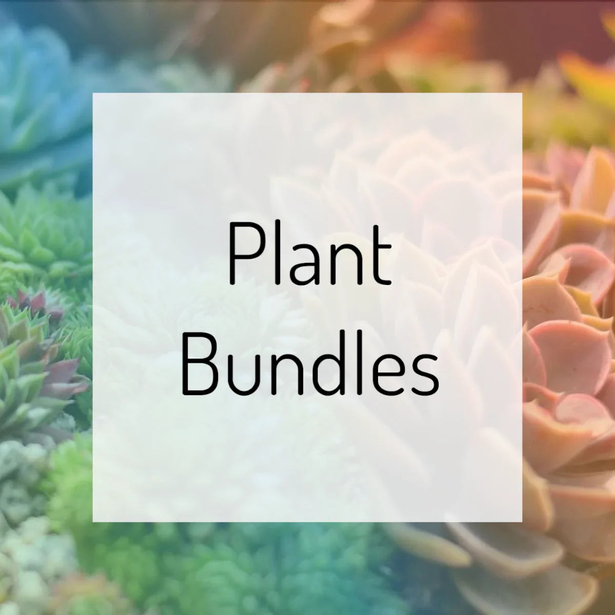 Plant Bundles