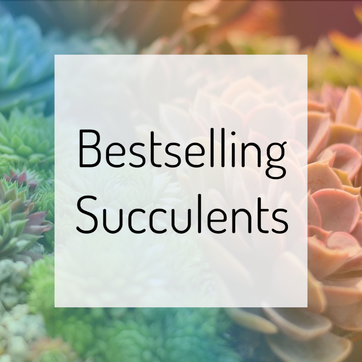 Bestselling Succulents