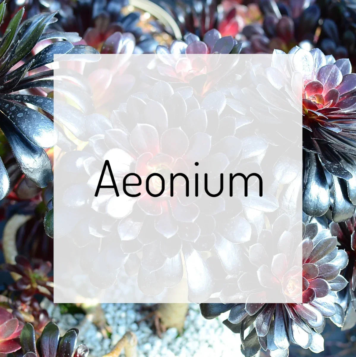 Aeonium