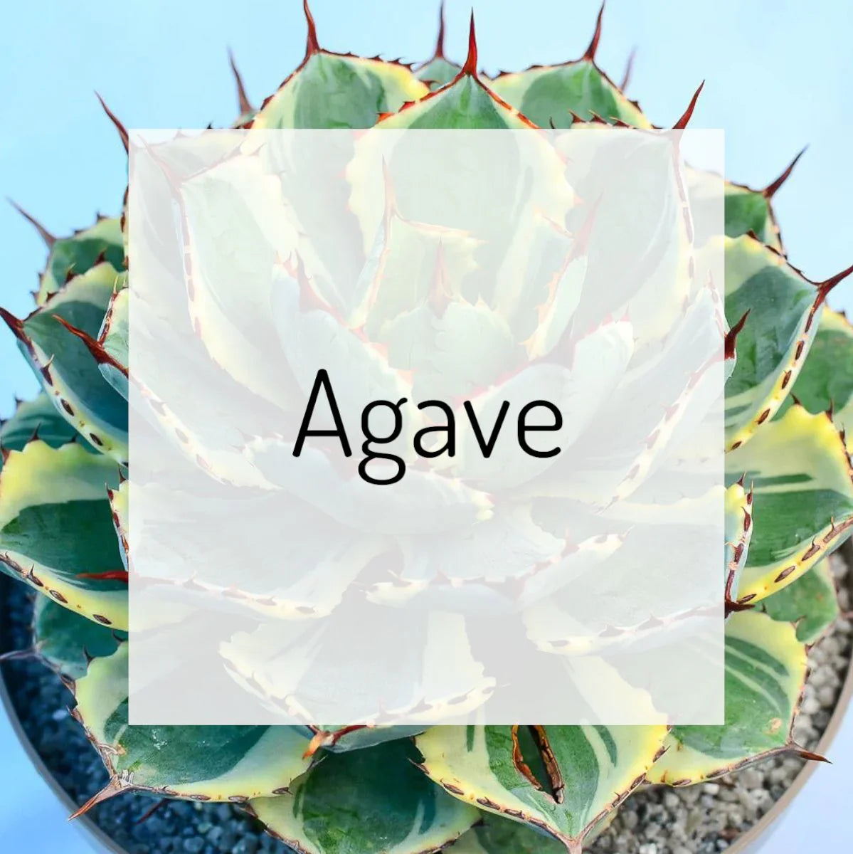 Agave