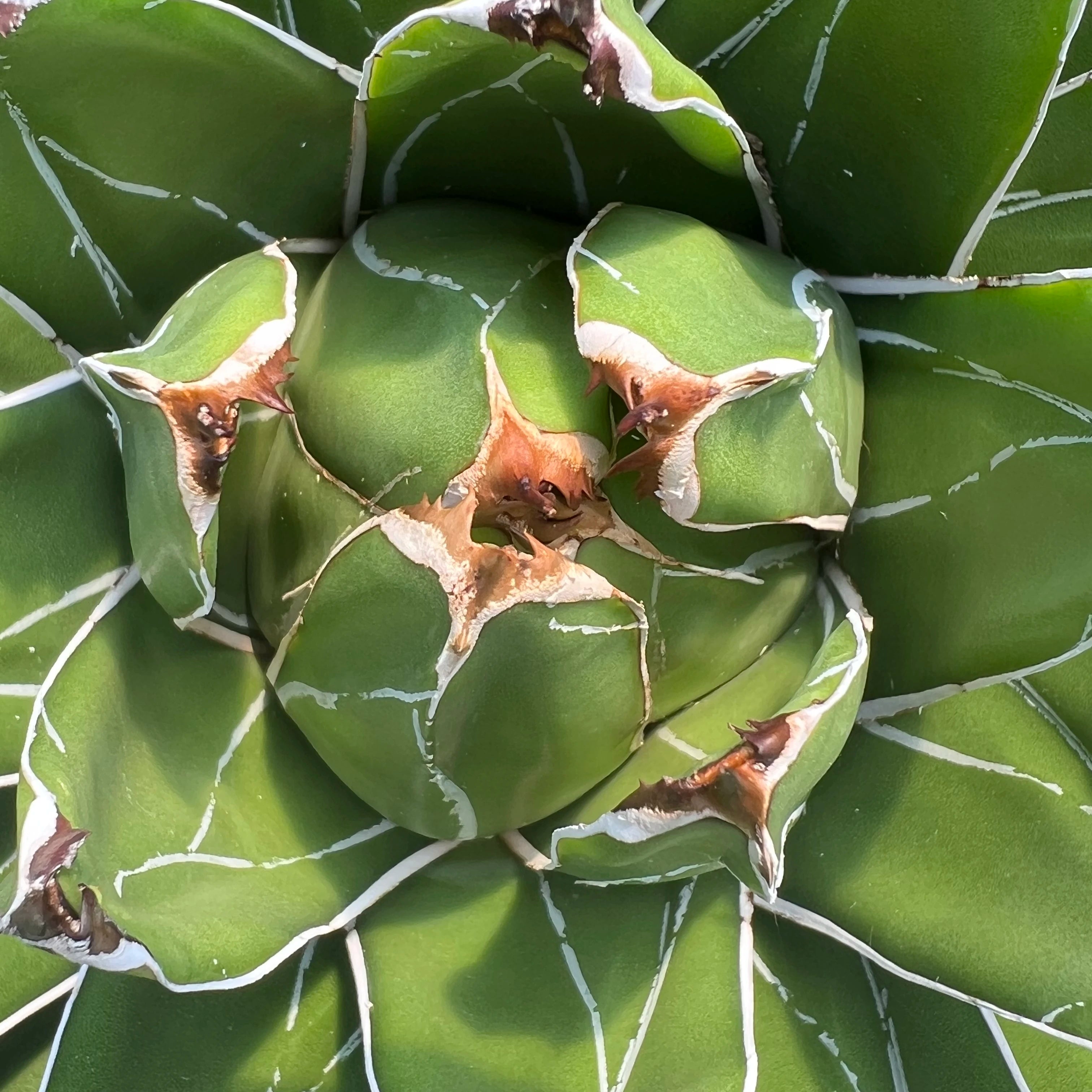 Agave