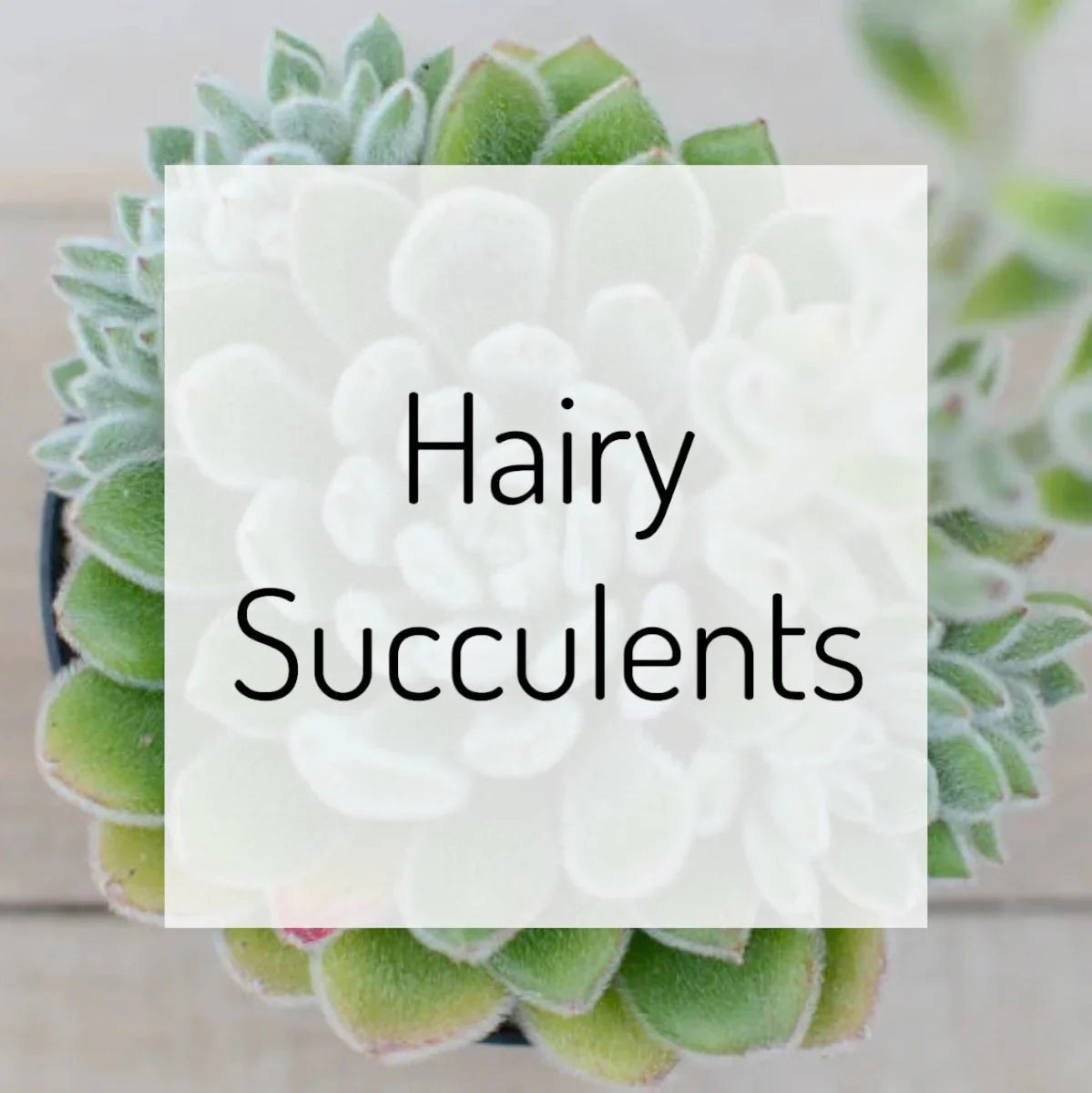 Hairy Succulents