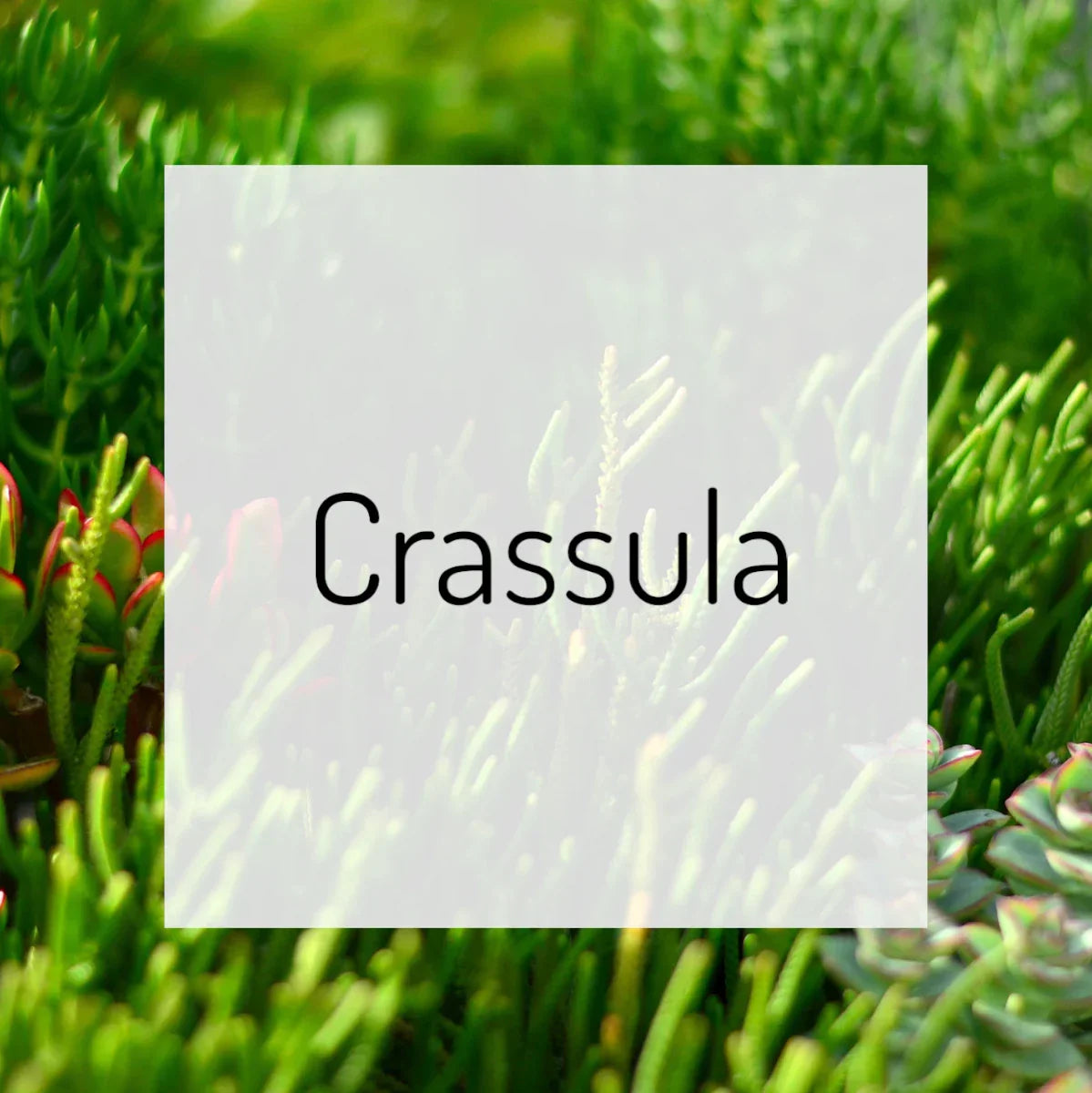 Crassula