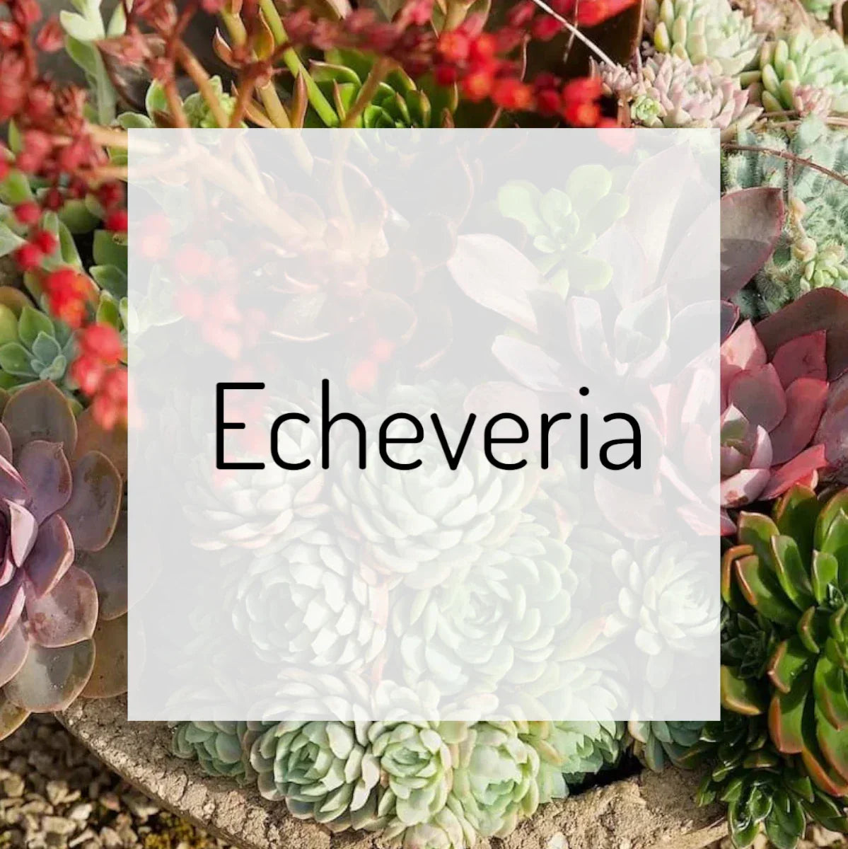 Echeveria