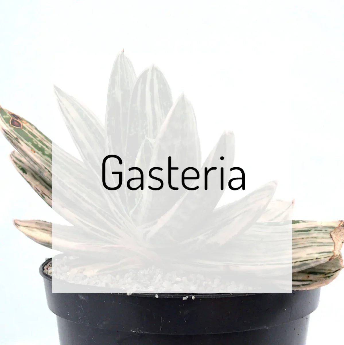 Gasteria