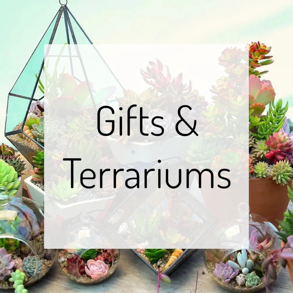 Gifts & Terrariums