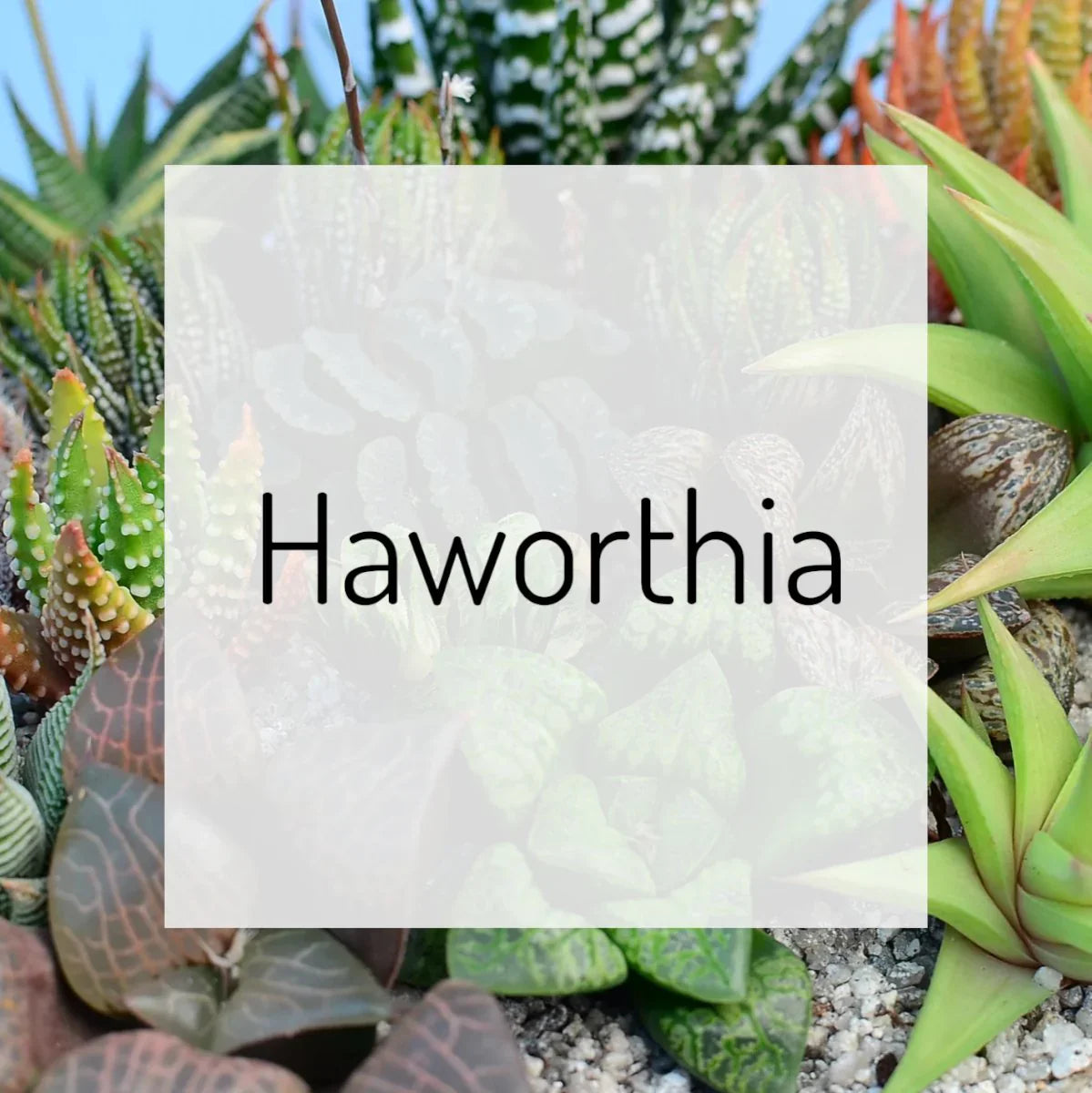 Haworthia