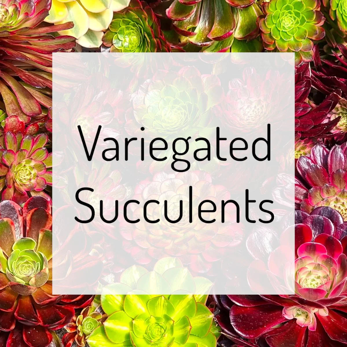 Variegated Succulents