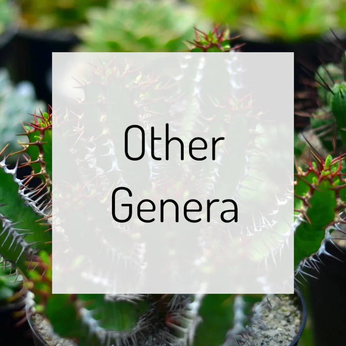 Other Genera