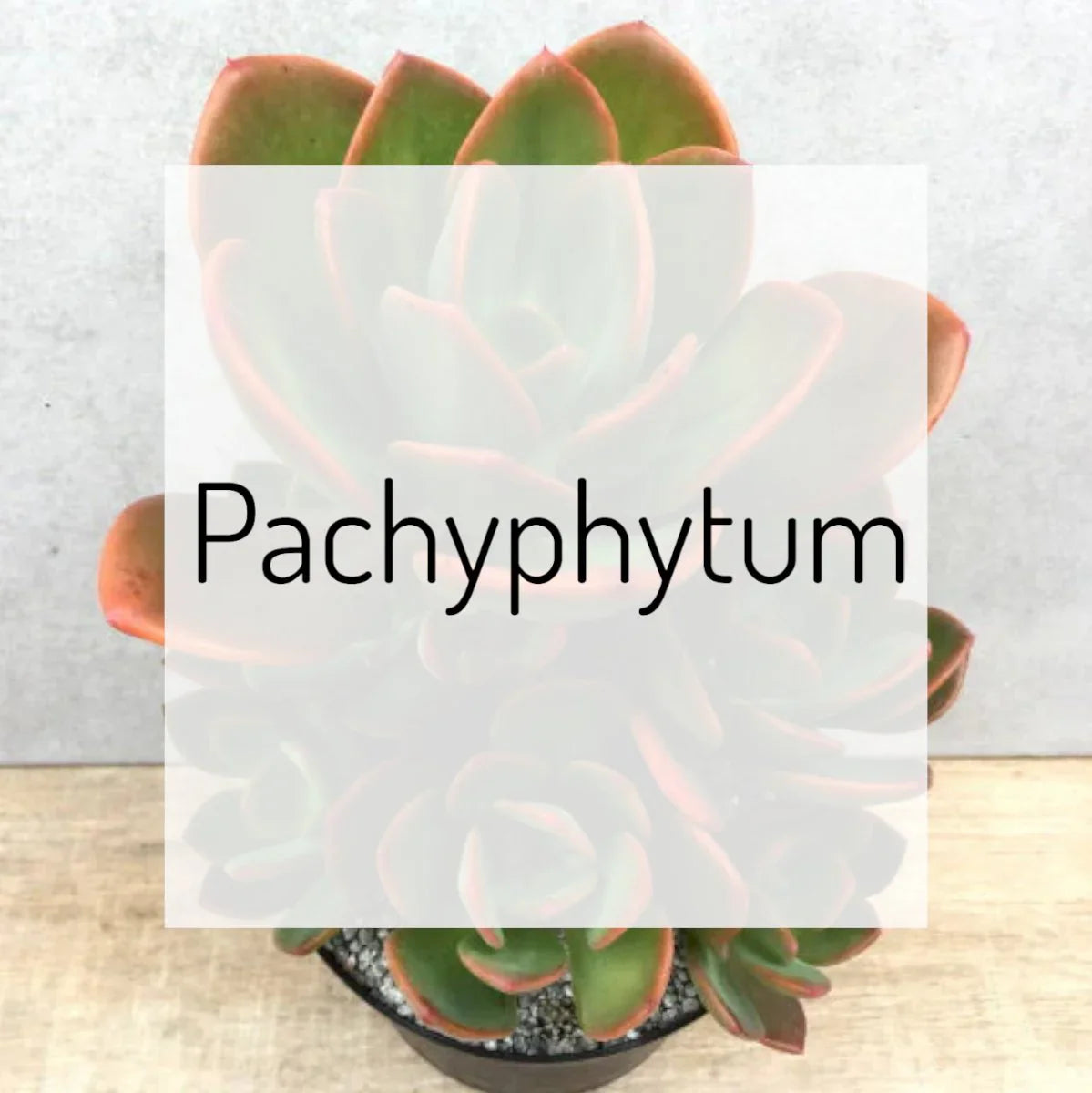 Pachyphytum